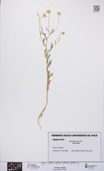 Artemisia copa [Espécimen: UCH:AGUCH:0037173]