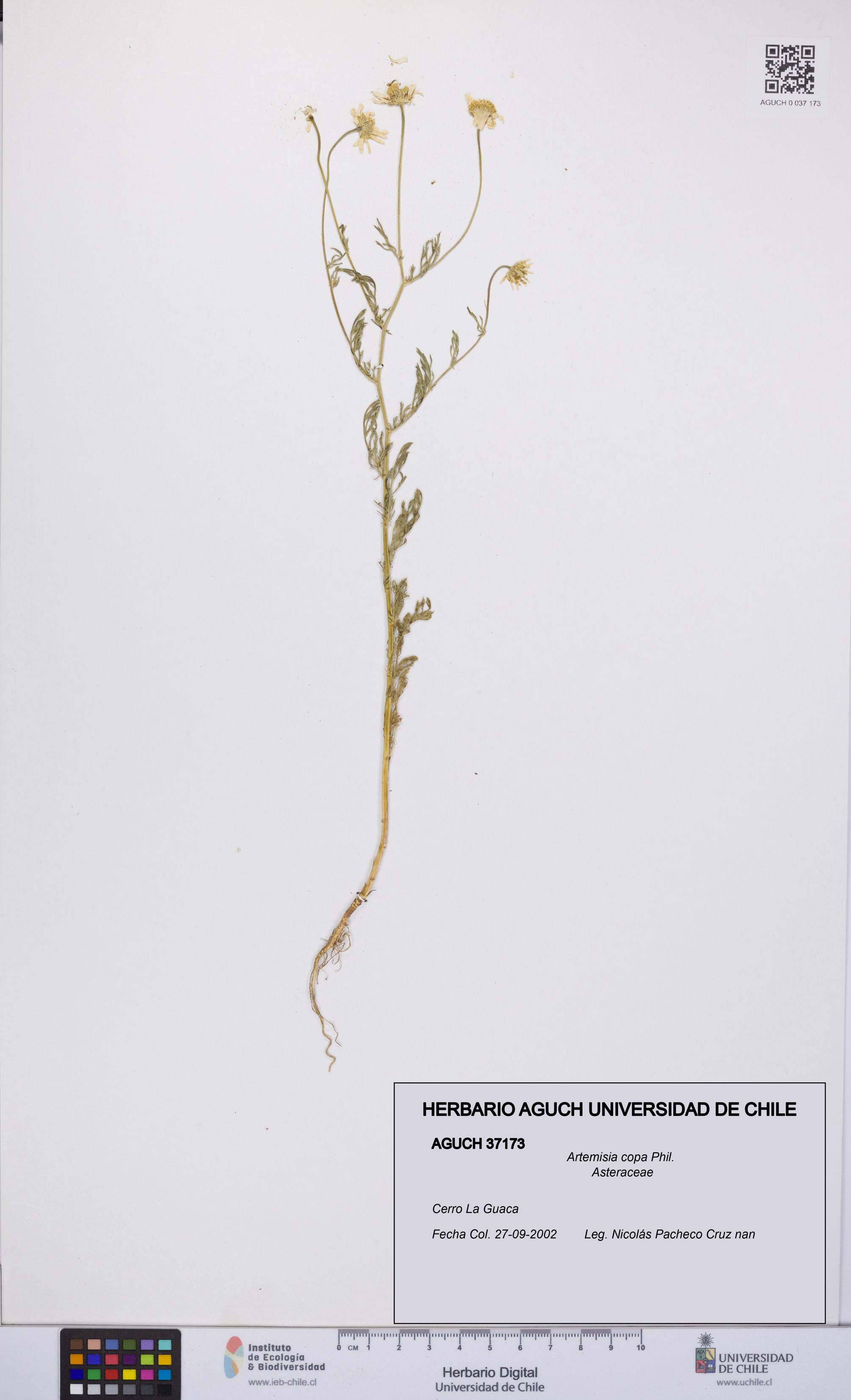 Artemisia copa [Espécimen: UCH:AGUCH:0037173]