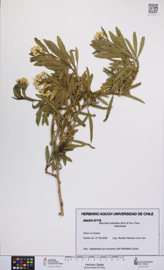 Baccharis salicifolia [Espécimen: UCH:AGUCH:0037175]