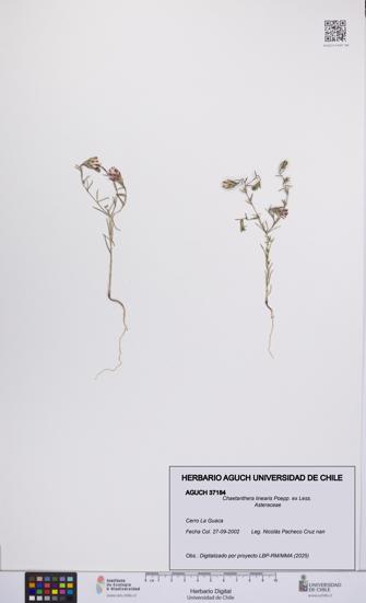 Chaetanthera linearis [Espécimen: UCH:AGUCH:0037184]