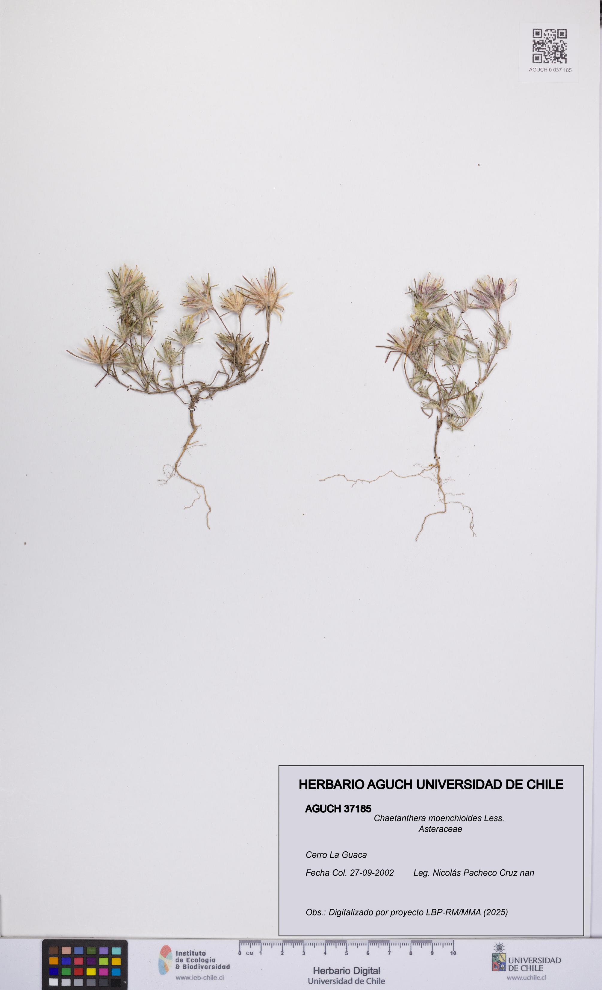 Chaetanthera moenchioides [Espécimen: UCH:AGUCH:0037185]