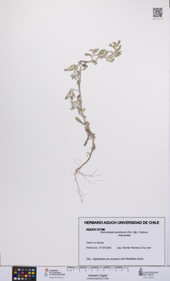 Gamochaeta spiciformis [Espécimen: UCH:AGUCH:0037195]