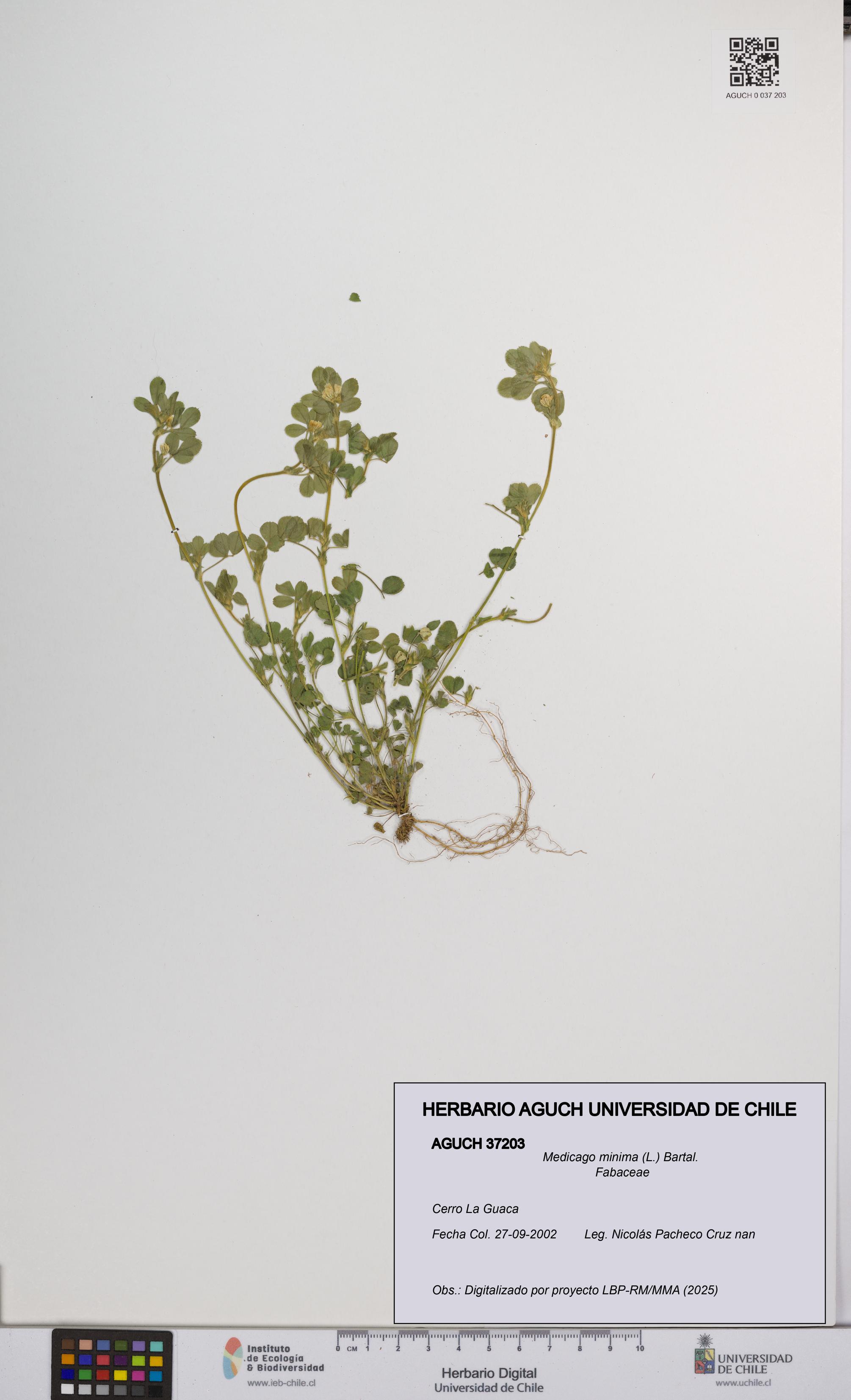 Medicago minima [Espécimen: UCH:AGUCH:0037203]