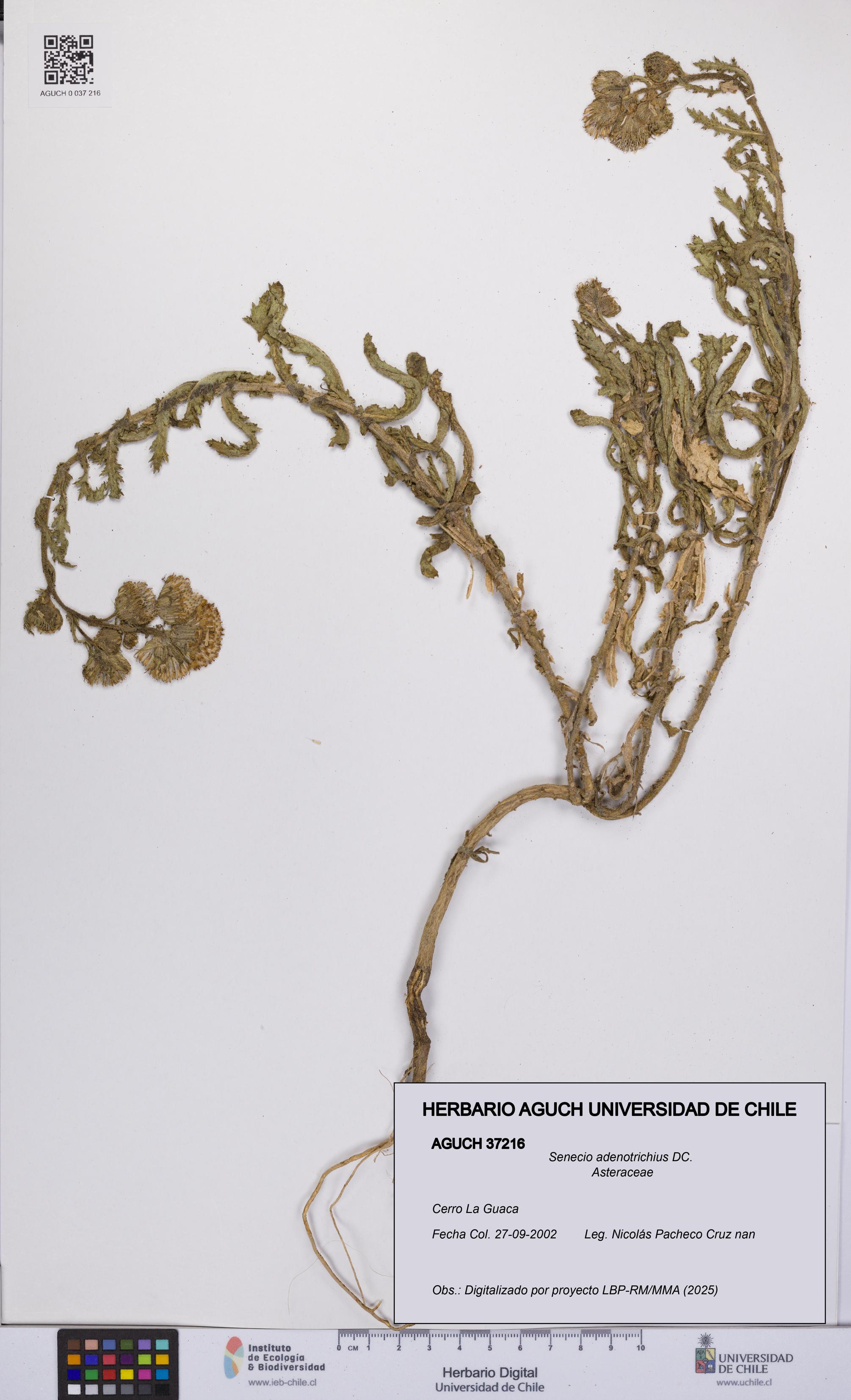 Senecio adenotrichius [Espécimen: UCH:AGUCH:0037216]