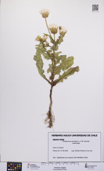 Urospermum picroides [Espécimen: UCH:AGUCH:0037222]