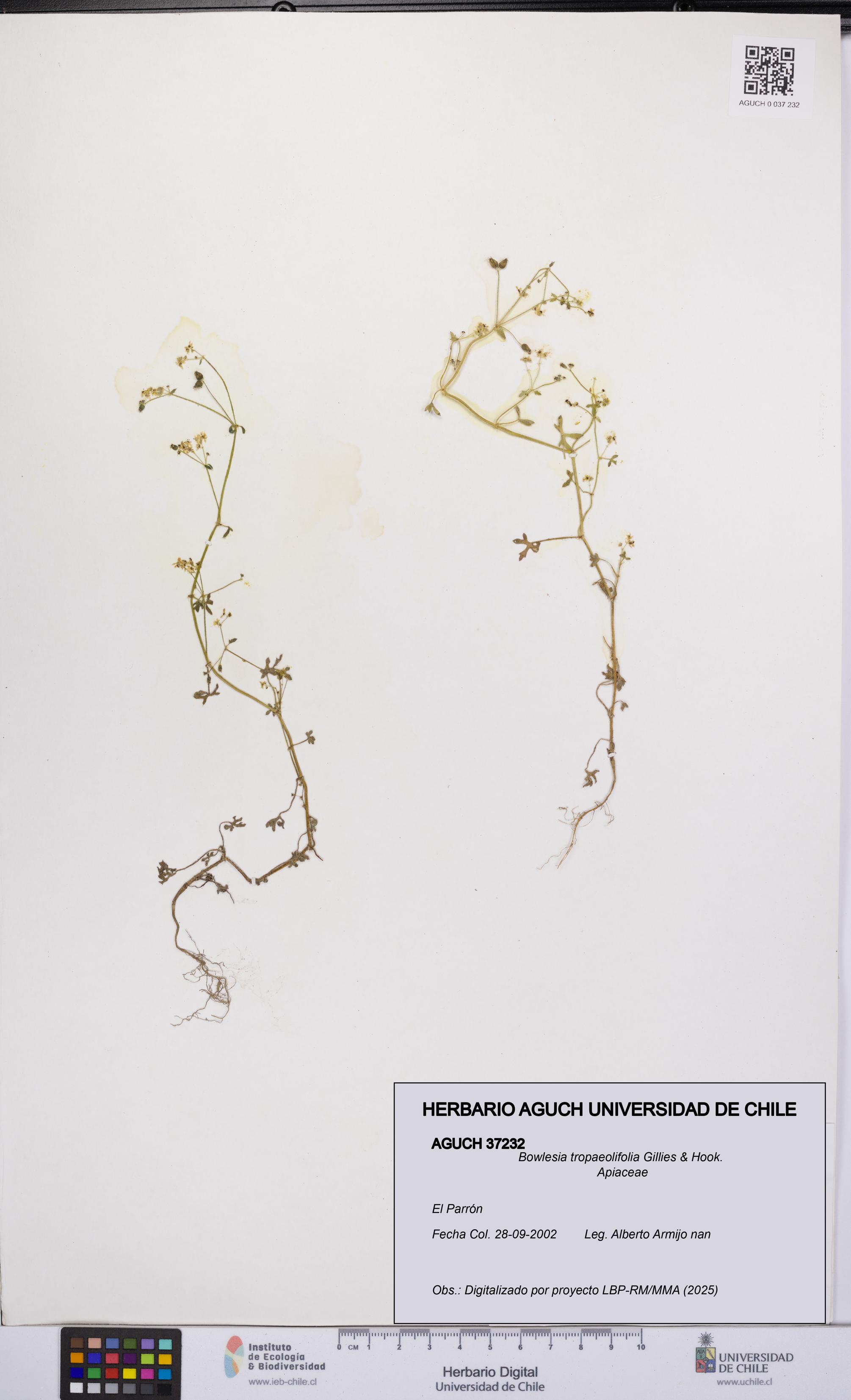 Bowlesia tropaeolifolia [Espécimen: UCH:AGUCH:0037232]