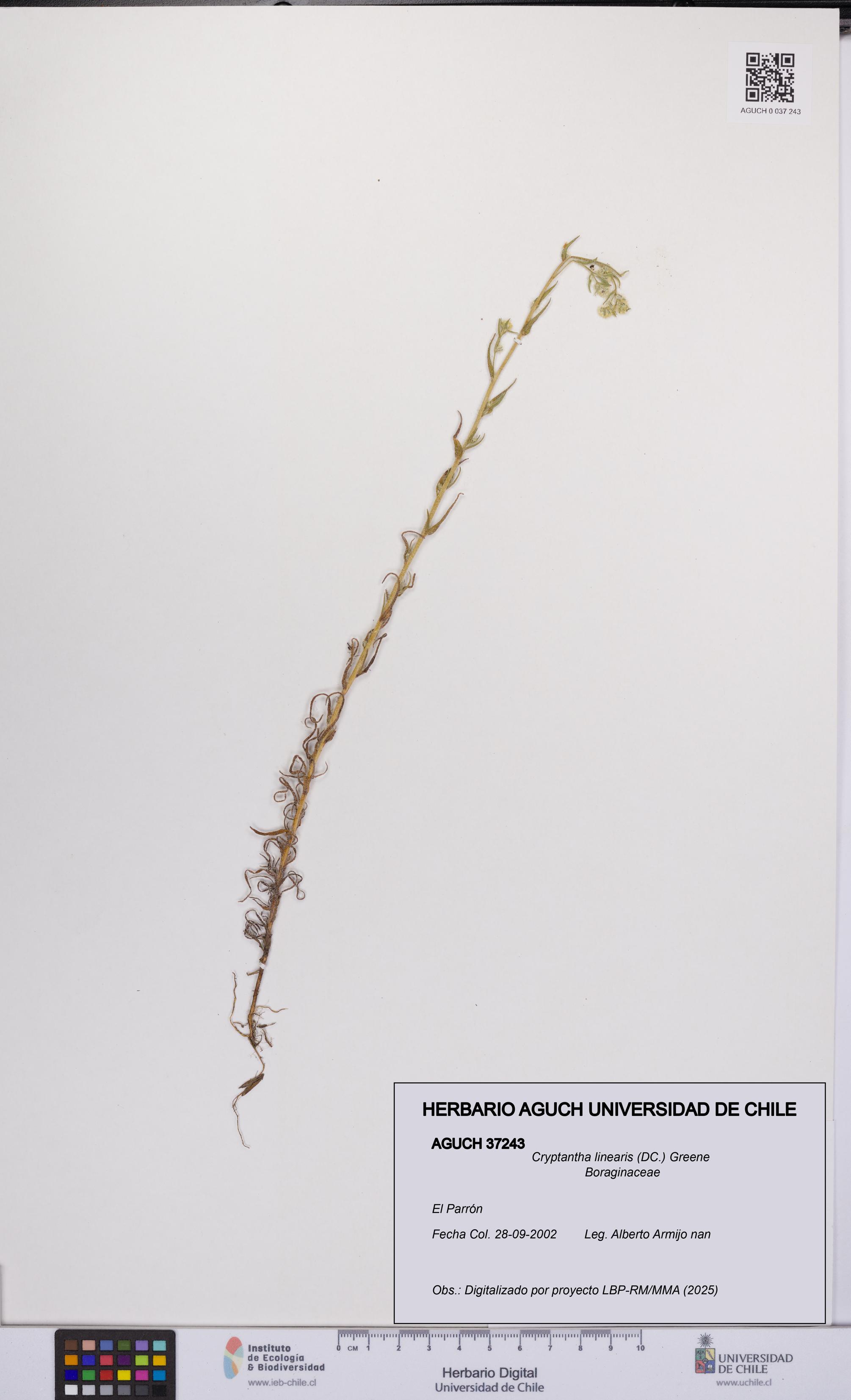 Cryptantha linearis [Espécimen: UCH:AGUCH:0037243]