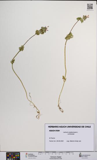 Lamium amplexicaule [Espécimen: UCH:AGUCH:0037251]