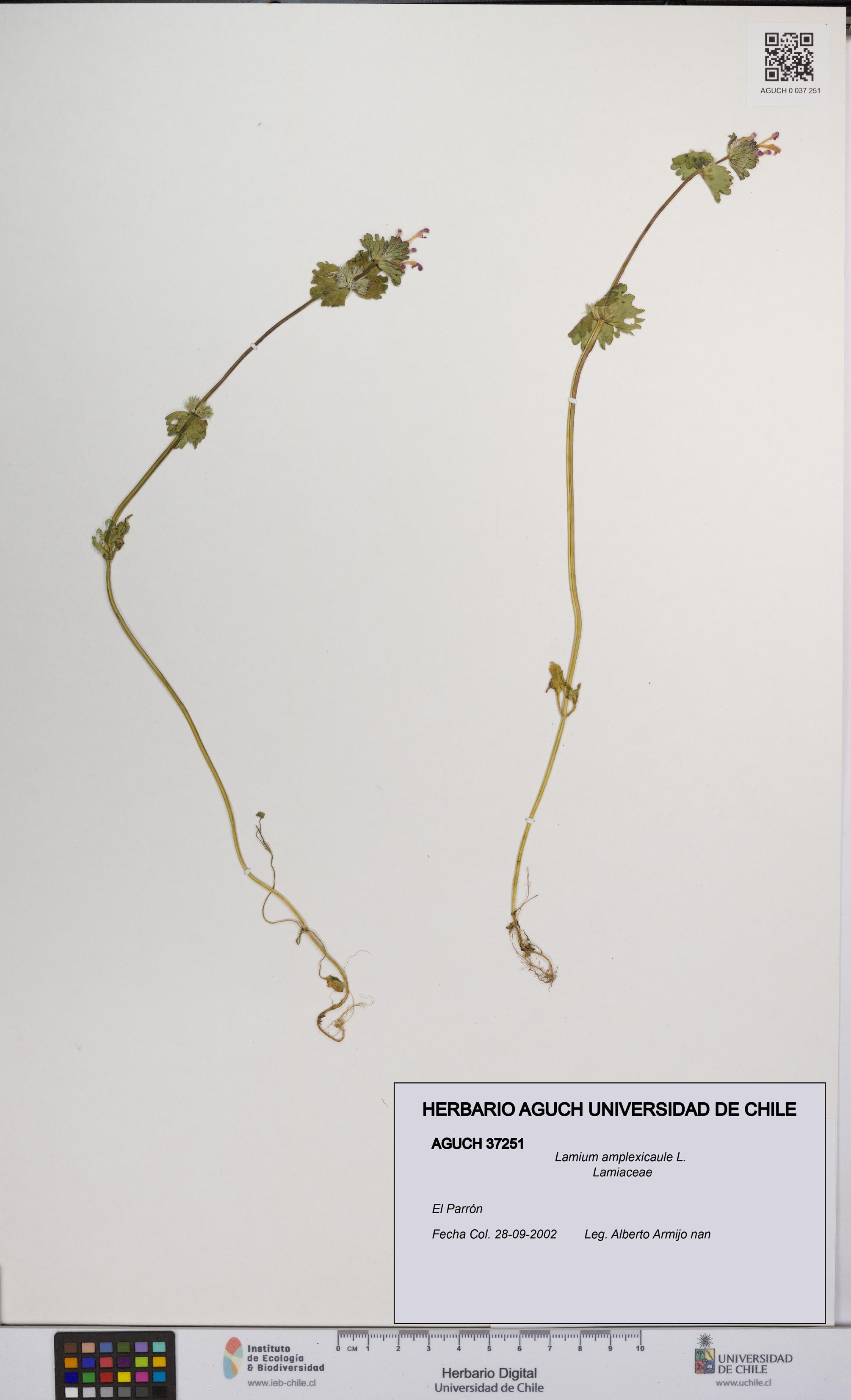 Lamium amplexicaule [Espécimen: UCH:AGUCH:0037251]