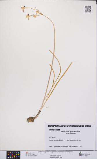 Leucocoryne conferta [Espécimen: UCH:AGUCH:0037253]