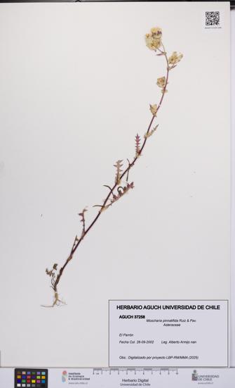 Moscharia pinnatifida [Espécimen: UCH:AGUCH:0037258]
