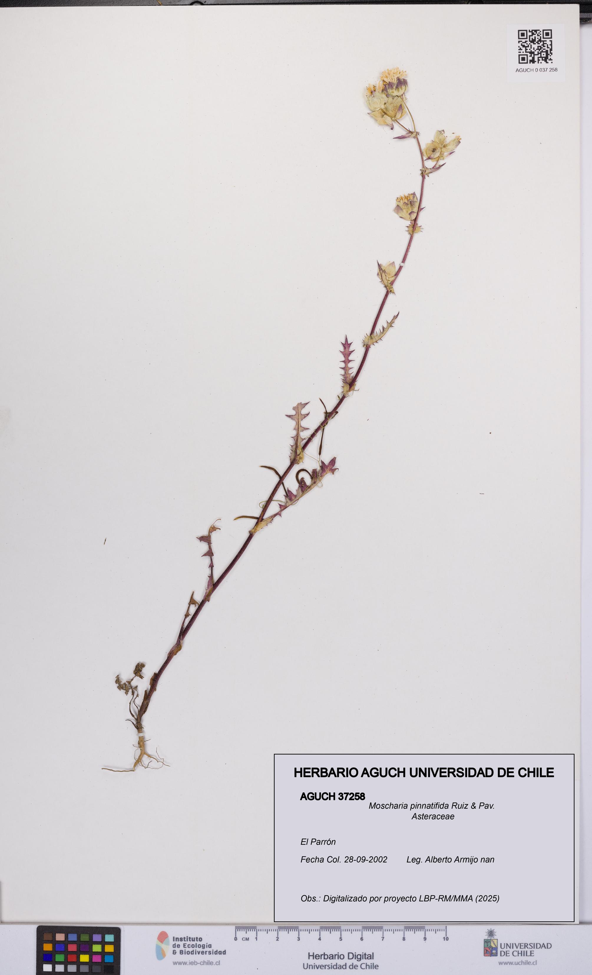 Moscharia pinnatifida [Espécimen: UCH:AGUCH:0037258]