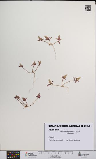 Pleurophora pusilla [Espécimen: UCH:AGUCH:0037260]