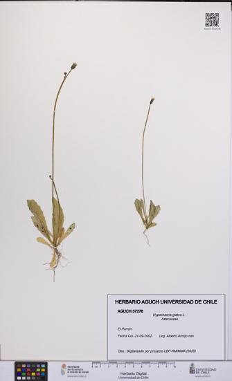 Hypochaeris glabra [Espécimen: UCH:AGUCH:0037278]