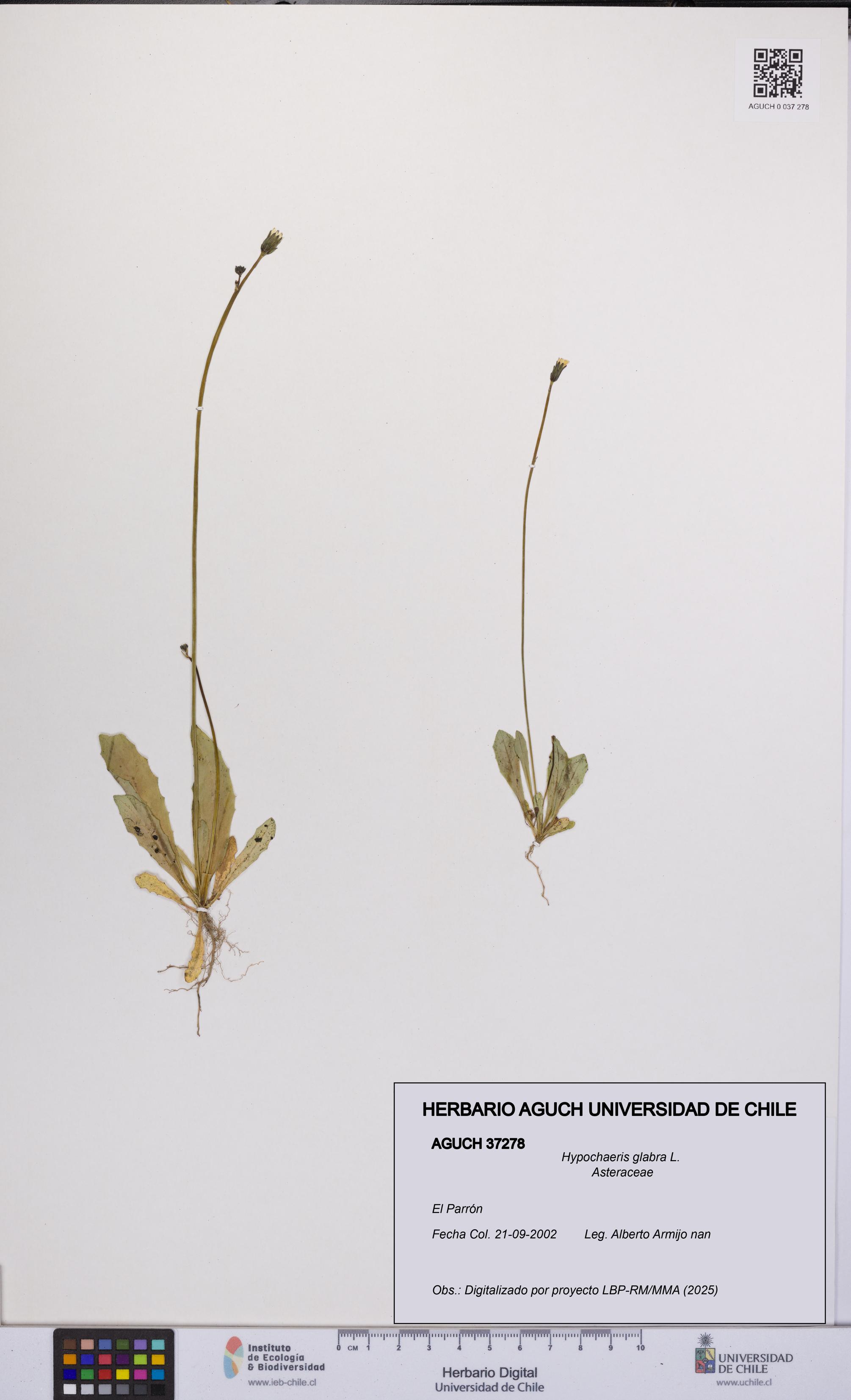 Hypochaeris glabra [Espécimen: UCH:AGUCH:0037278]