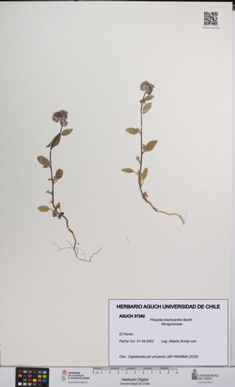 Phacelia brachyantha [Espécimen: UCH:AGUCH:0037282]