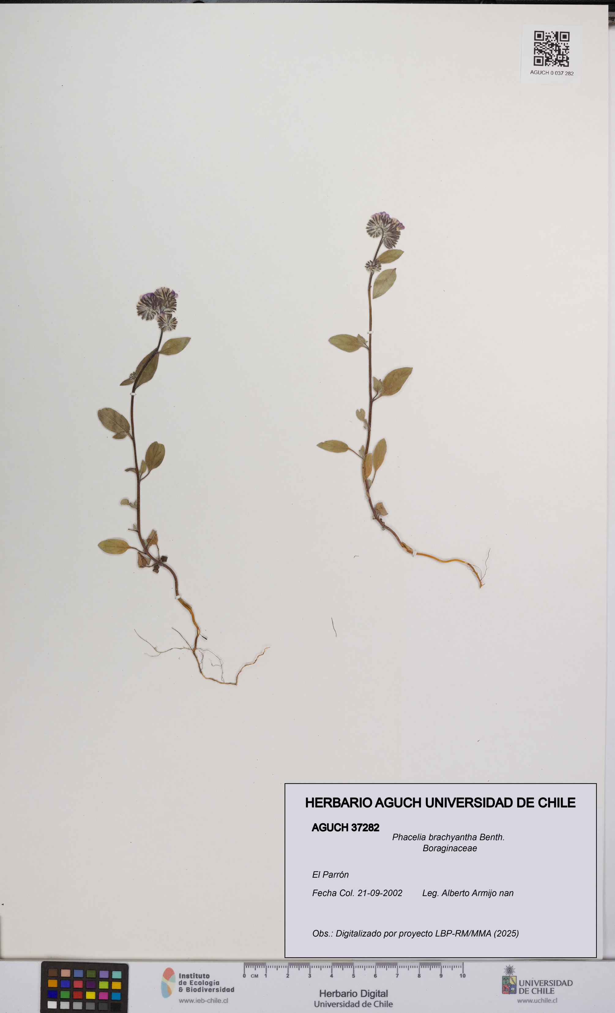 Phacelia brachyantha [Espécimen: UCH:AGUCH:0037282]