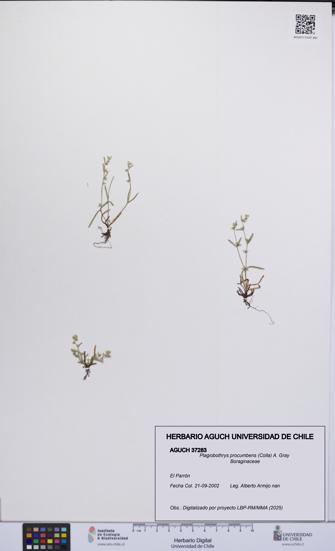 Plagiobothrys procumbens [Espécimen: UCH:AGUCH:0037283]