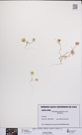 Chaetanthera ciliata [Espécimen: UCH:AGUCH:0037289]