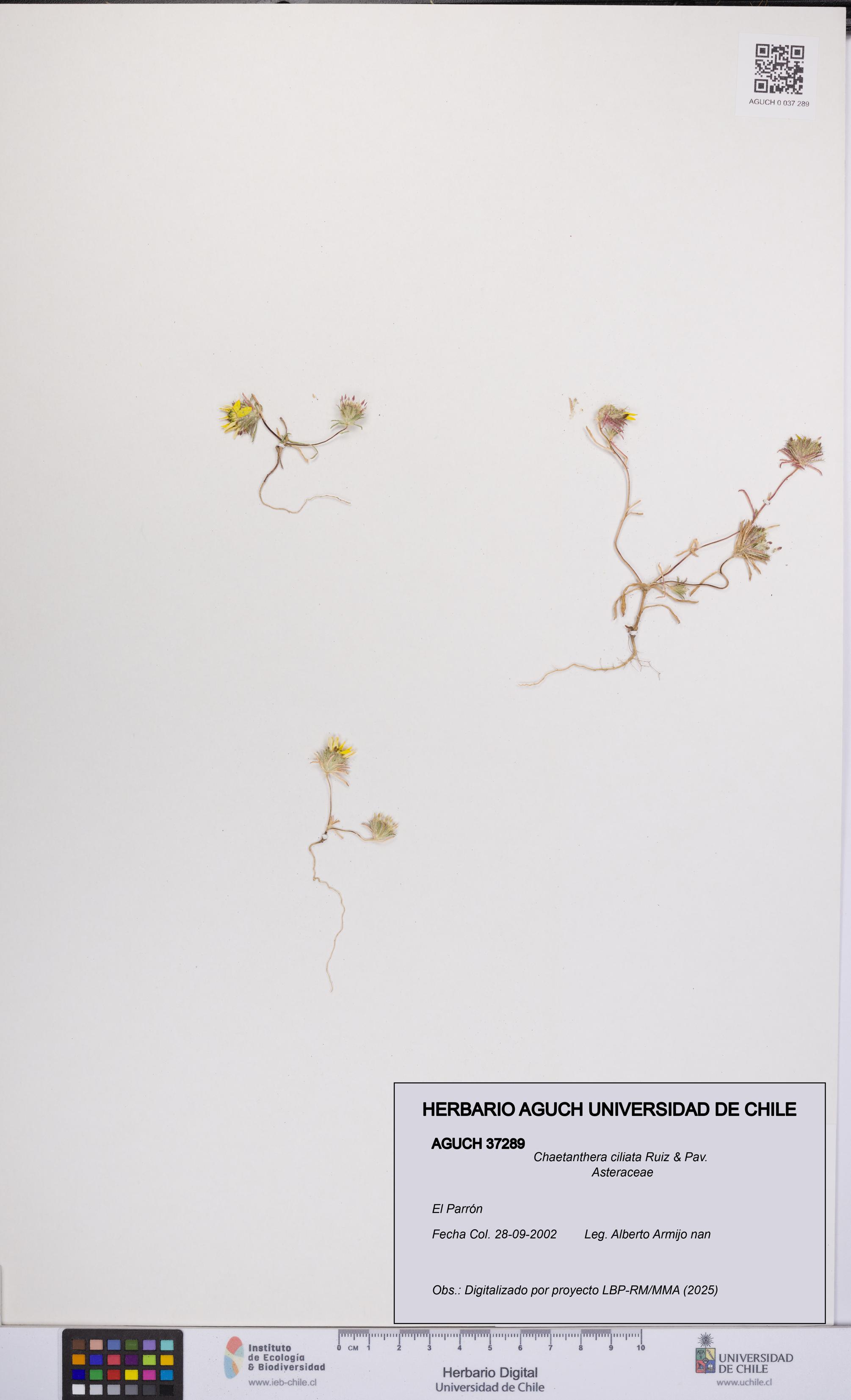 Chaetanthera ciliata [Espécimen: UCH:AGUCH:0037289]