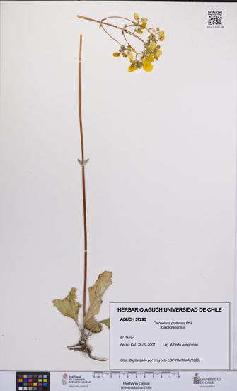 Calceolaria pratensis [Espécimen: UCH:AGUCH:0037290]