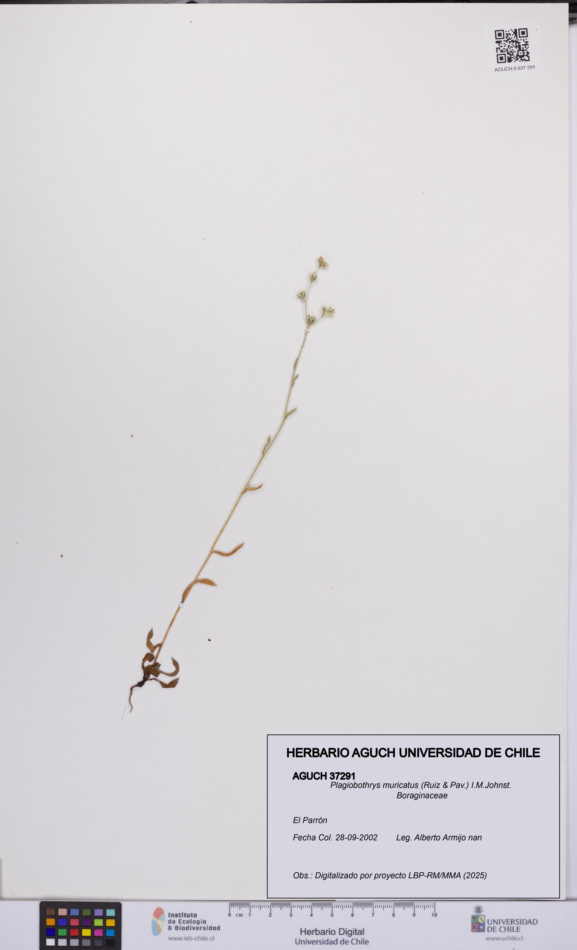 Plagiobothrys muricatus [Espécimen: ]