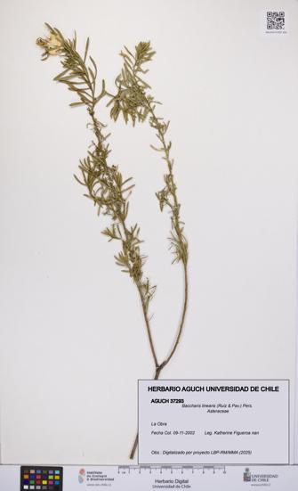 Baccharis linearis [Espécimen: UCH:AGUCH:0037293]