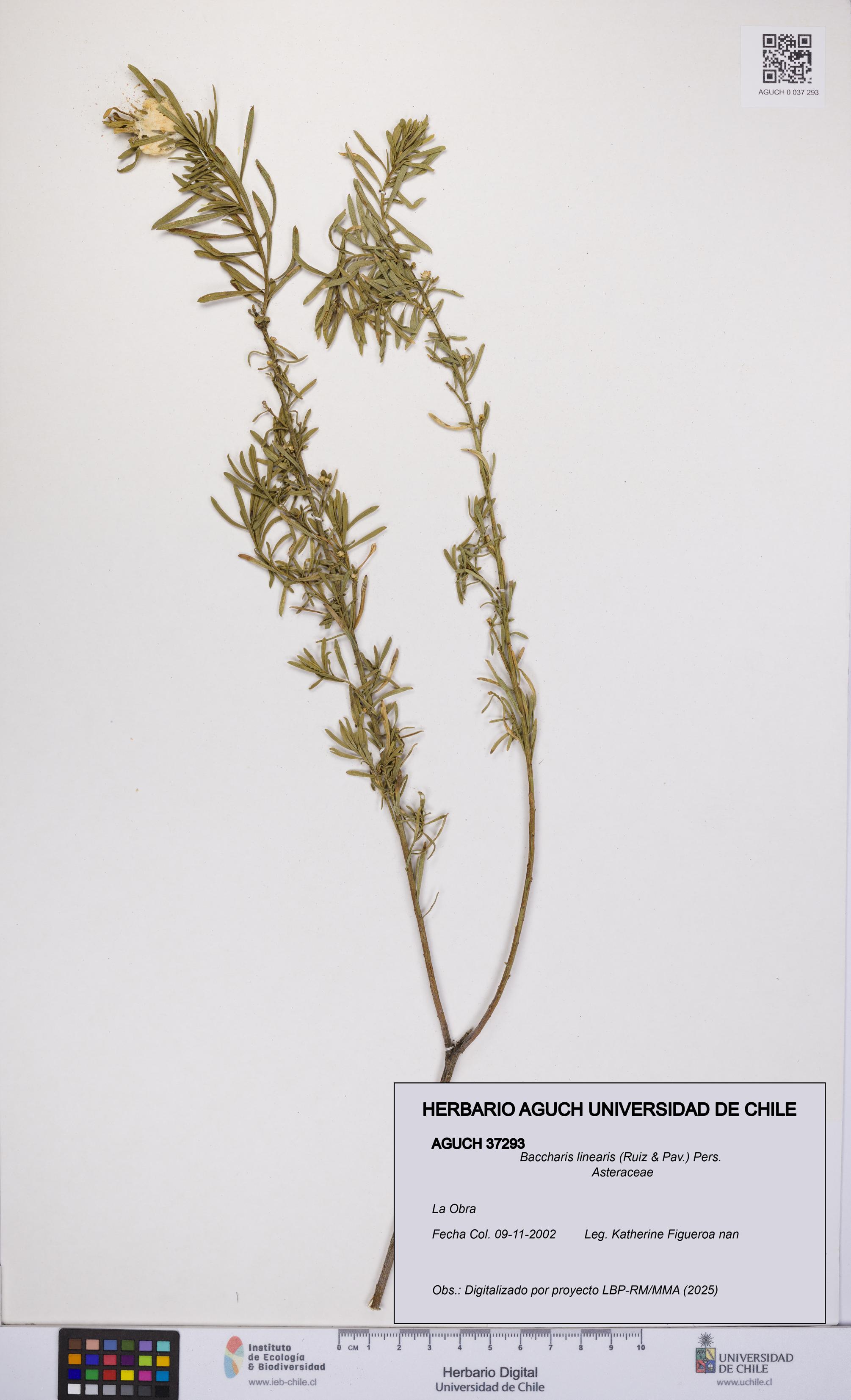 Baccharis linearis [Espécimen: UCH:AGUCH:0037293]