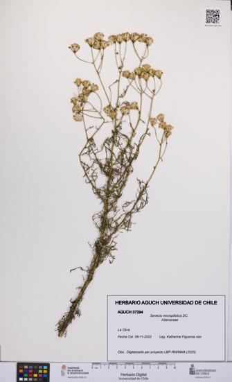 Senecio micropifolius [Espécimen: UCH:AGUCH:0037294]