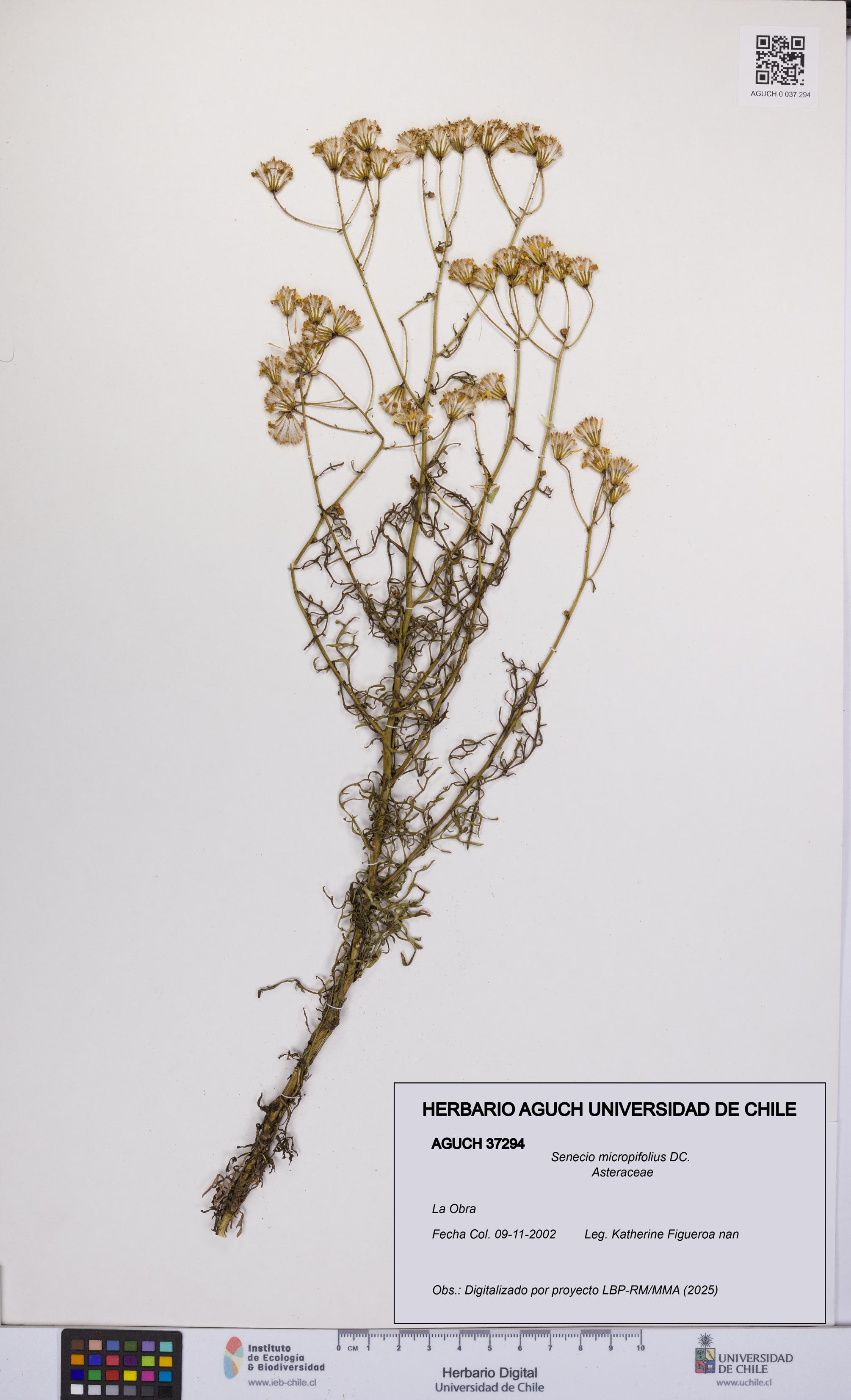 Senecio micropifolius [Espécimen: UCH:AGUCH:0037294]