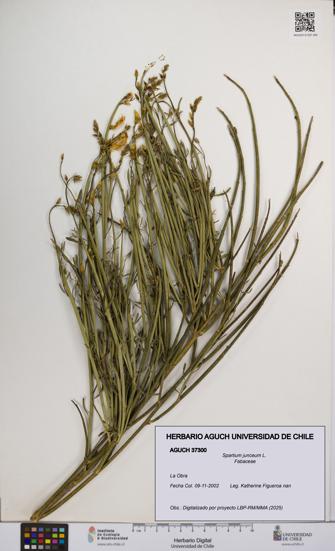 Spartium junceum [Espécimen: UCH:AGUCH:0037300]