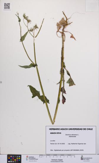 Sonchus oleraceus [Espécimen: UCH:AGUCH:0037313]