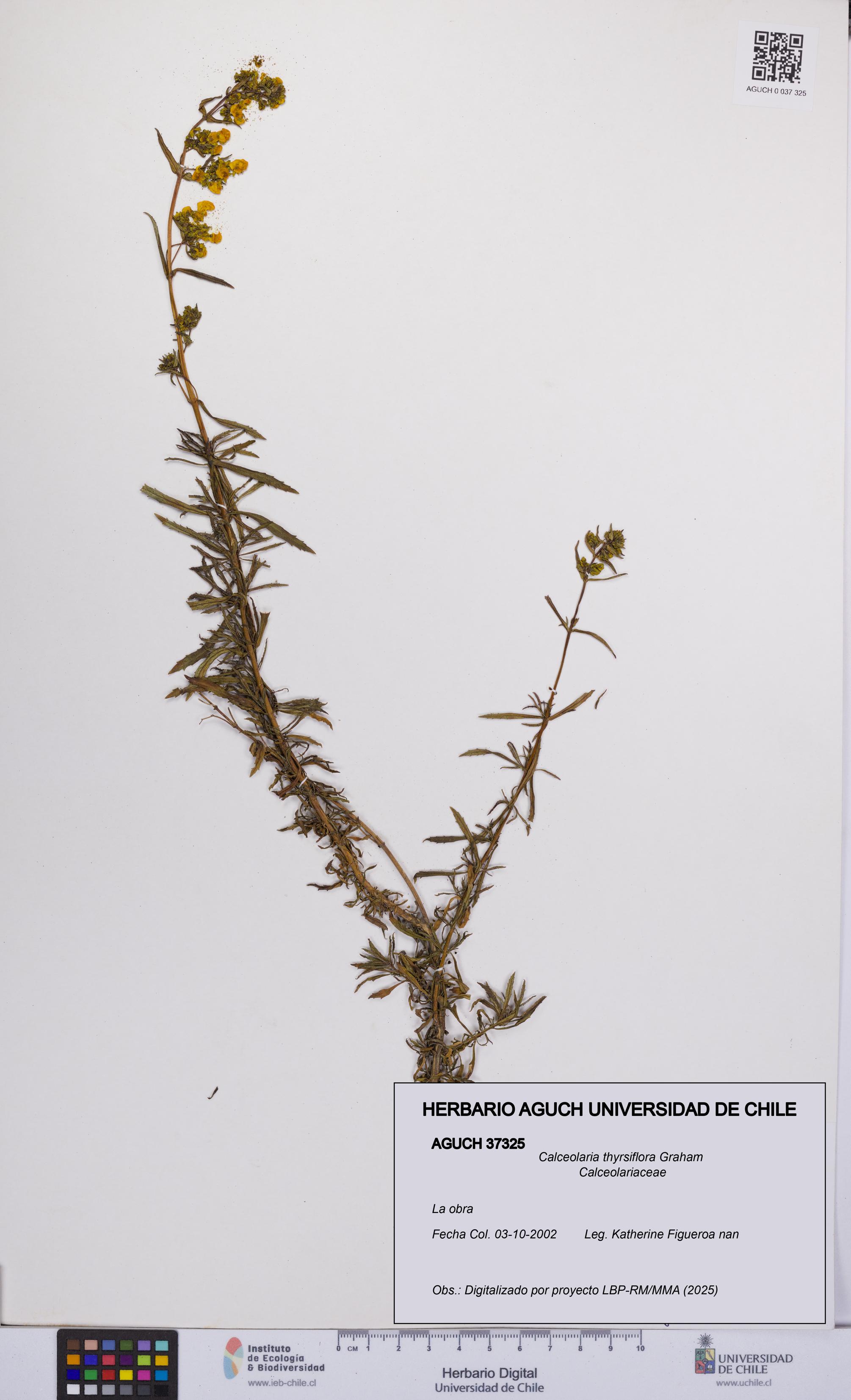 Calceolaria thyrsiflora [Espécimen: UCH:AGUCH:0037325]