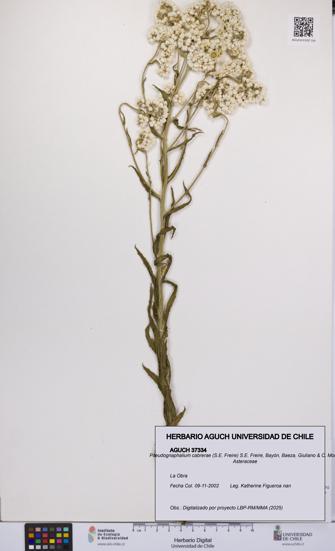 Pseudognaphalium cabrerae [Espécimen: UCH:AGUCH:0037334]