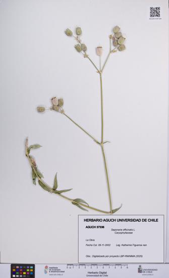 Saponaria officinalis [Espécimen: UCH:AGUCH:0037336]