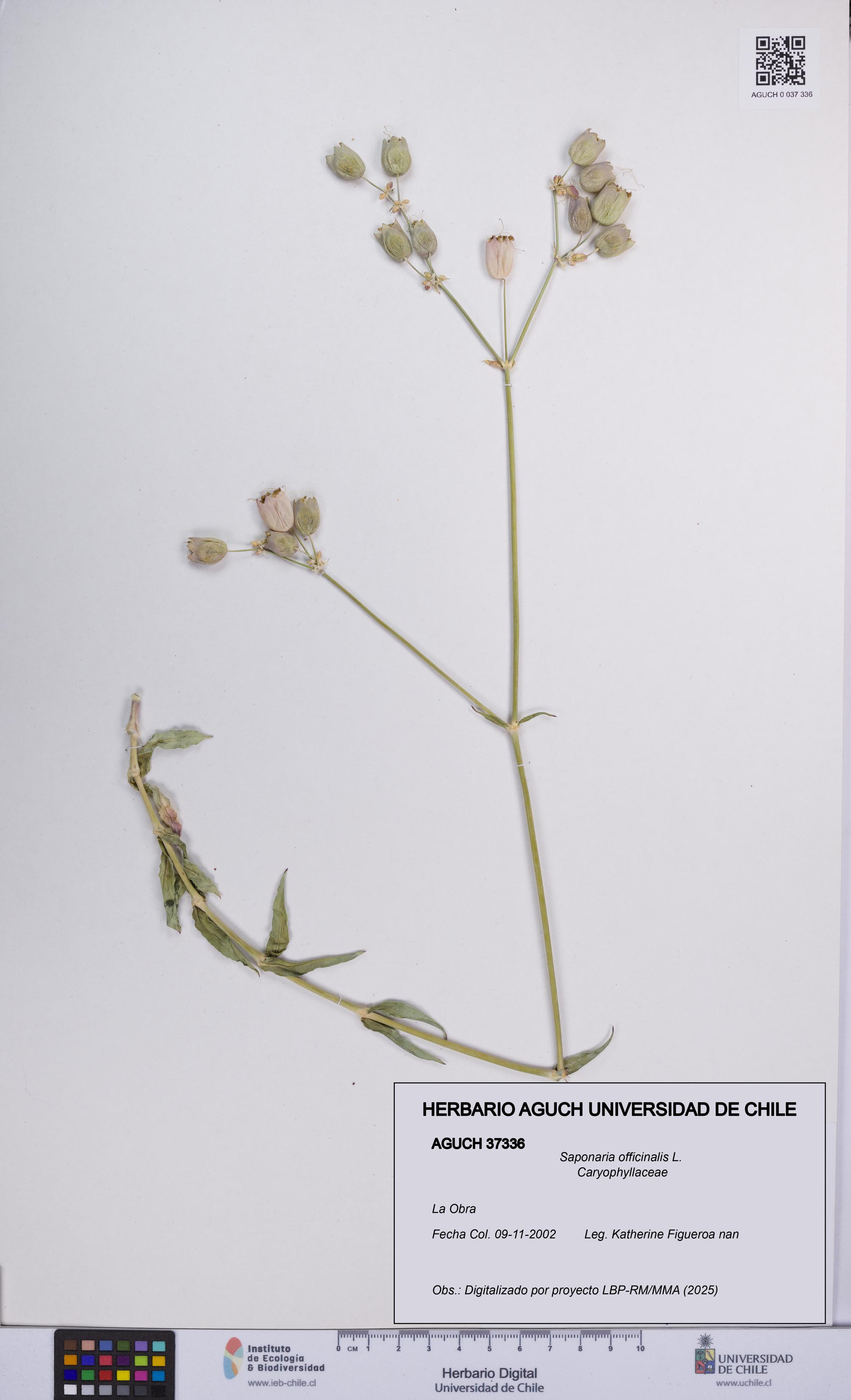 Saponaria officinalis [Espécimen: UCH:AGUCH:0037336]