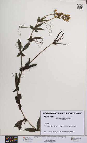 Lathyrus magellanicus [Espécimen: UCH:AGUCH:0037338]