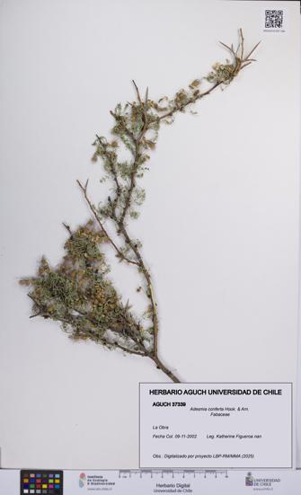 Adesmia conferta [Espécimen: UCH:AGUCH:0037339]