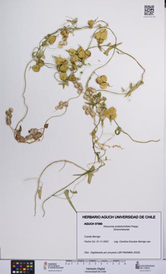 Dioscorea aristolochiifolia [Espécimen: UCH:AGUCH:0037350]