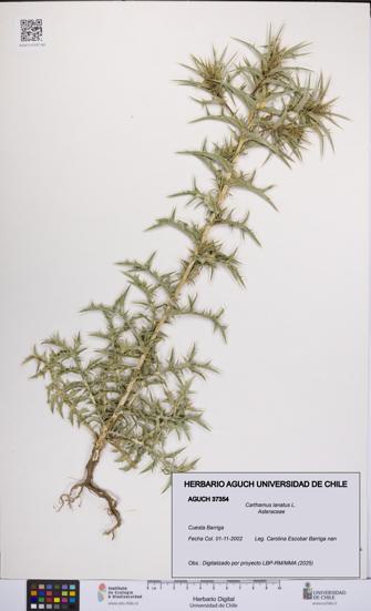 Carthamus lanatus [Espécimen: UCH:AGUCH:0037354]