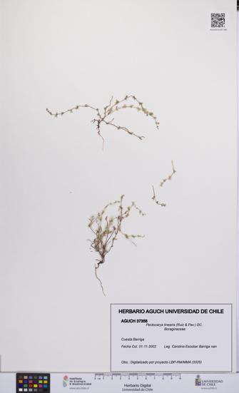 Pectocarya linearis [Espécimen: UCH:AGUCH:0037356]