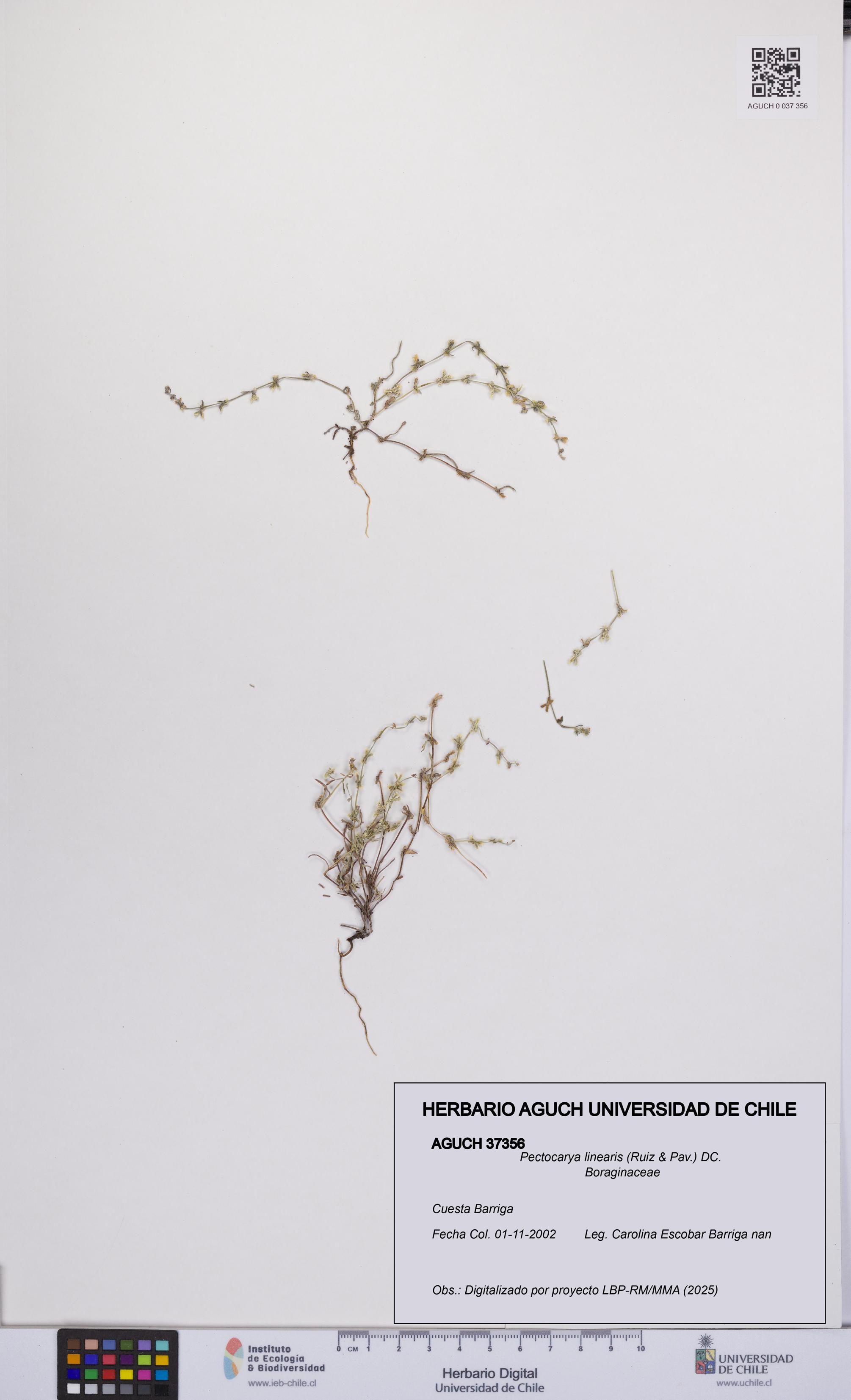 Pectocarya linearis [Espécimen: UCH:AGUCH:0037356]