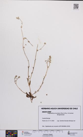 Plagiobothrys muricatus [Espécimen: ]