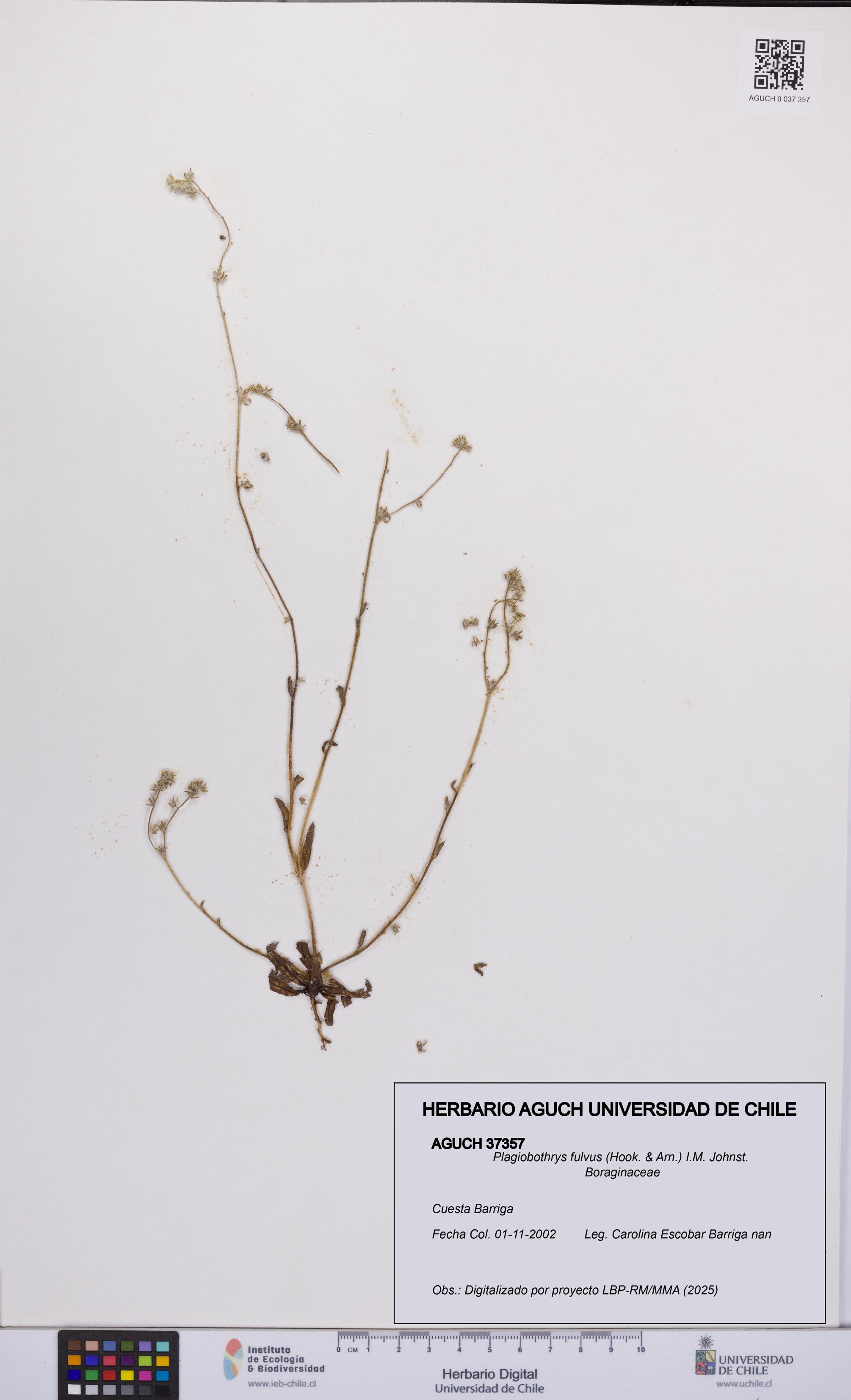 Plagiobothrys fulvus [Espécimen: UCH:AGUCH:0037357]