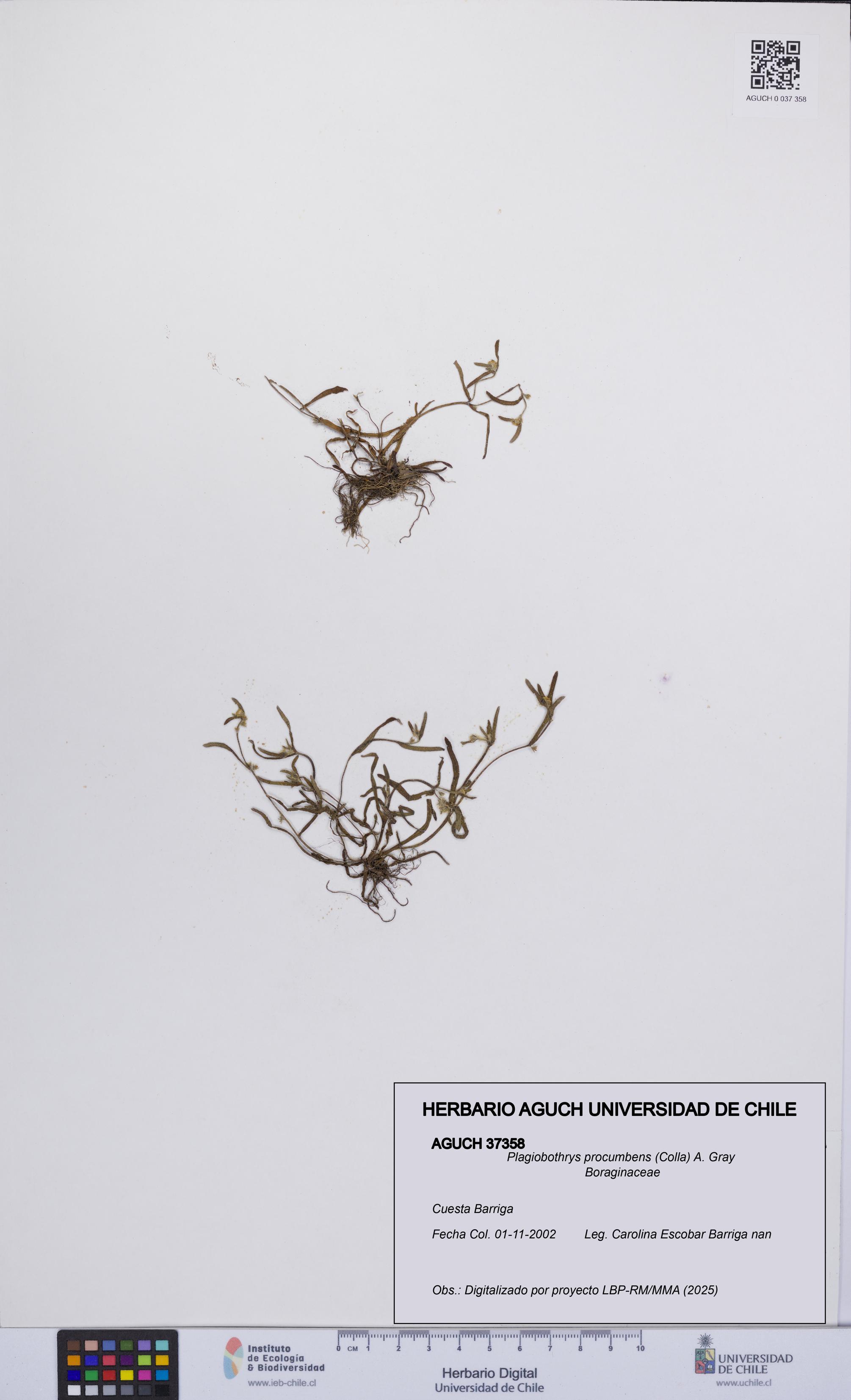 Plagiobothrys procumbens [Espécimen: UCH:AGUCH:0037358]