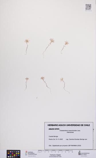 Chaetanthera moenchioides [Espécimen: UCH:AGUCH:0037373]