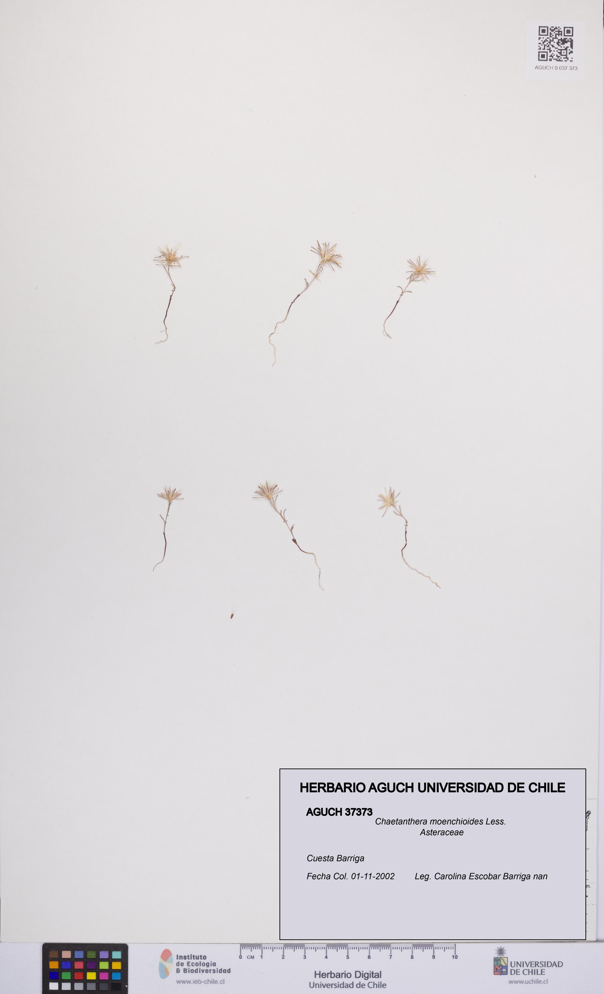 Chaetanthera moenchioides [Espécimen: UCH:AGUCH:0037373]