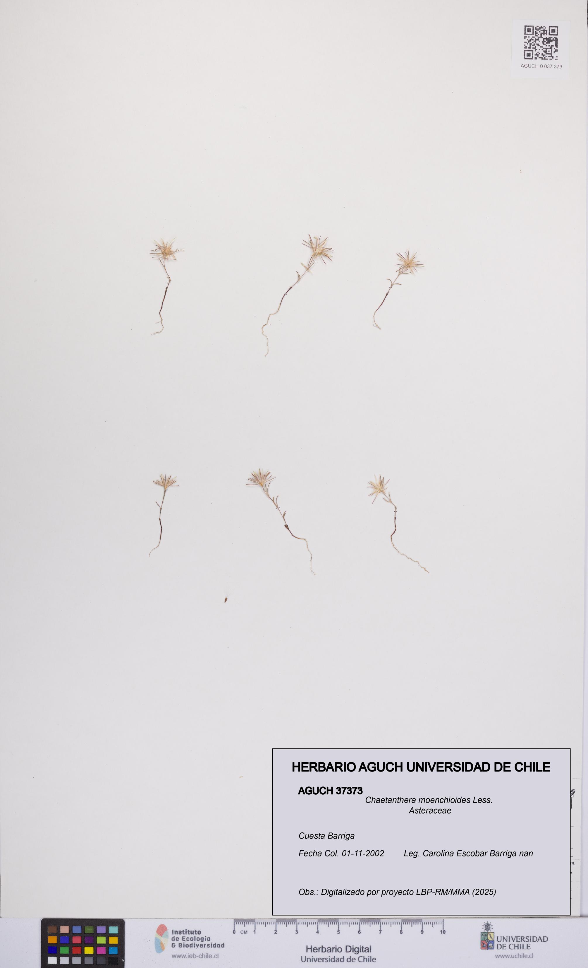 Chaetanthera moenchioides [Espécimen: UCH:AGUCH:0037373]