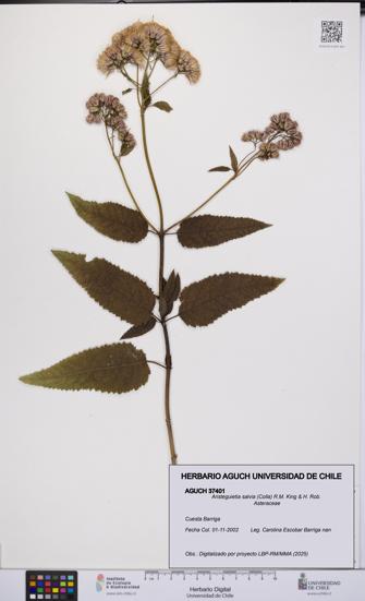 Aristeguietia salvia [Espécimen: UCH:AGUCH:0037401]