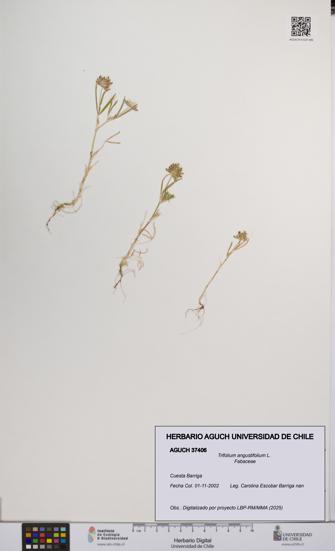 Trifolium angustifolium [Espécimen: UCH:AGUCH:0037406]